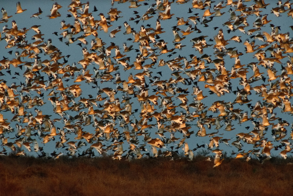 Swarming birds fly during the annual migration in Azerbaijan