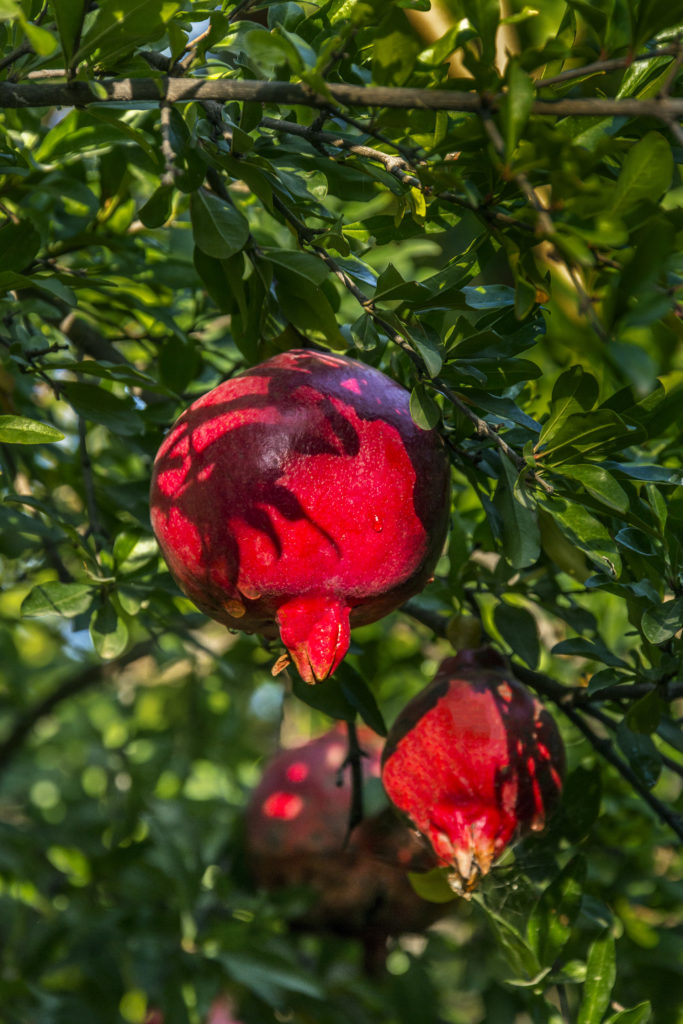 Pomegranates in trees