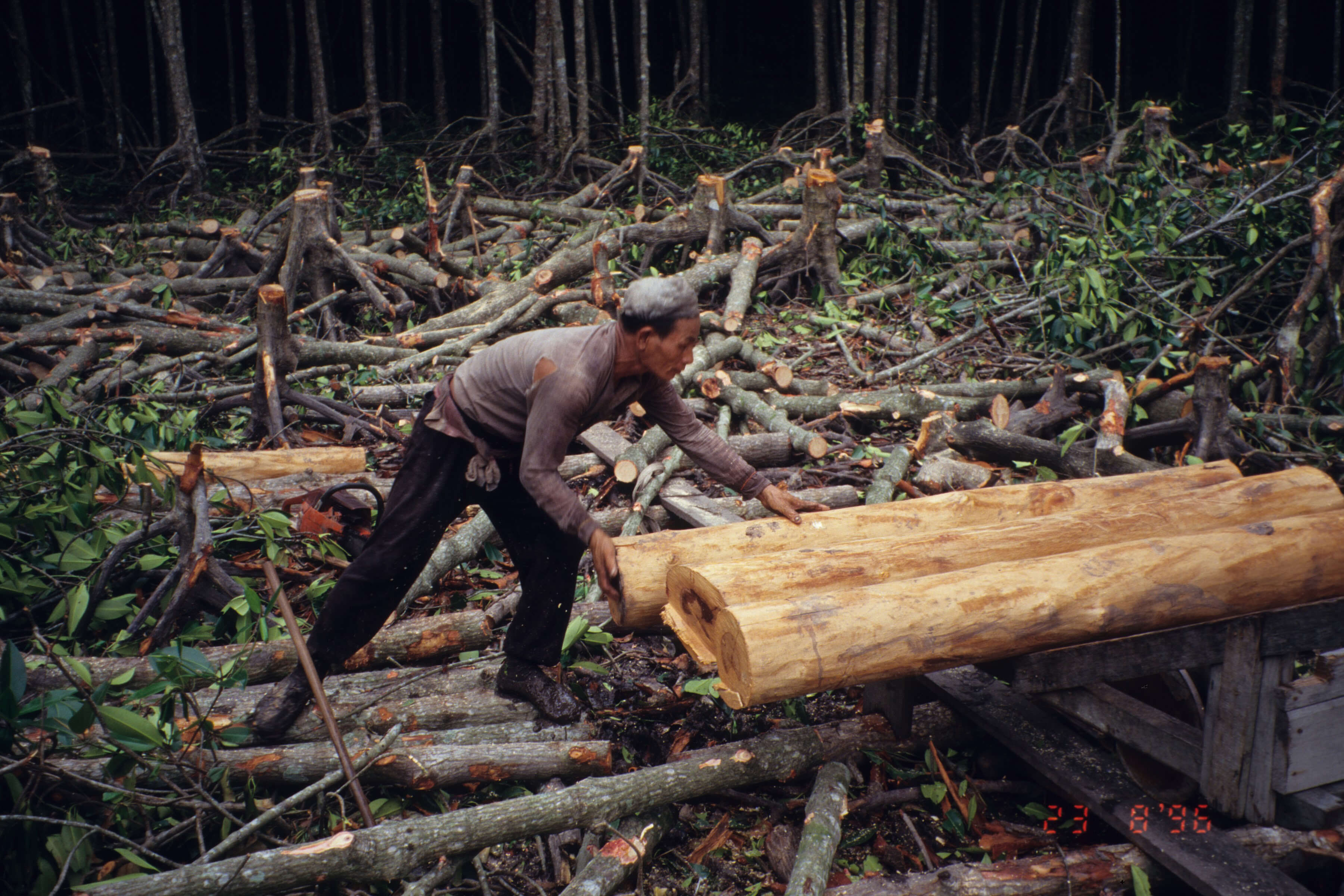 Sarawak Logging
