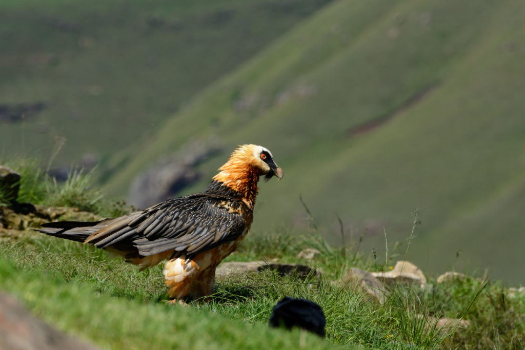 The lammergeier, or bearded vulture
