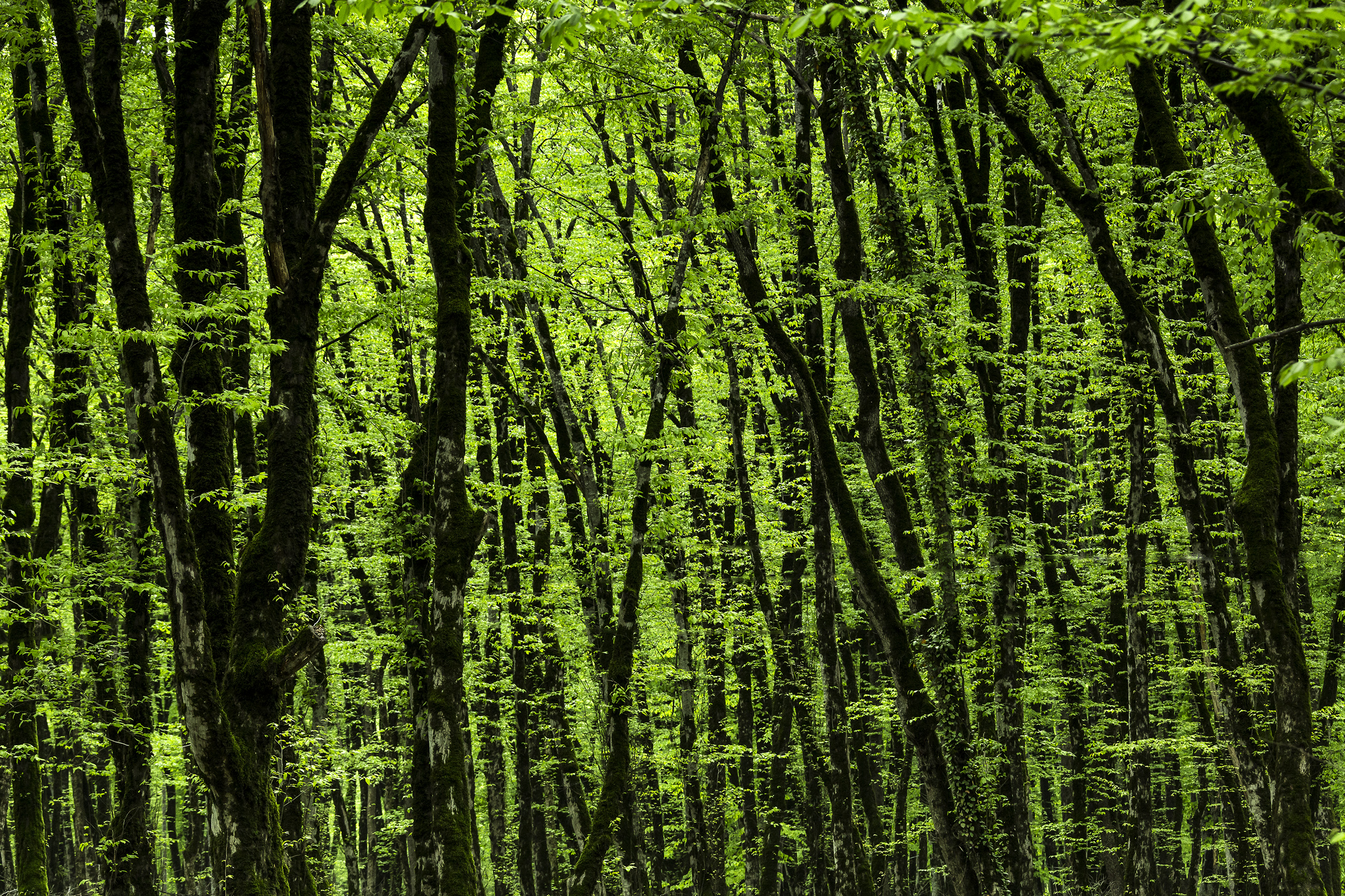 Green forest Azerbaijan 