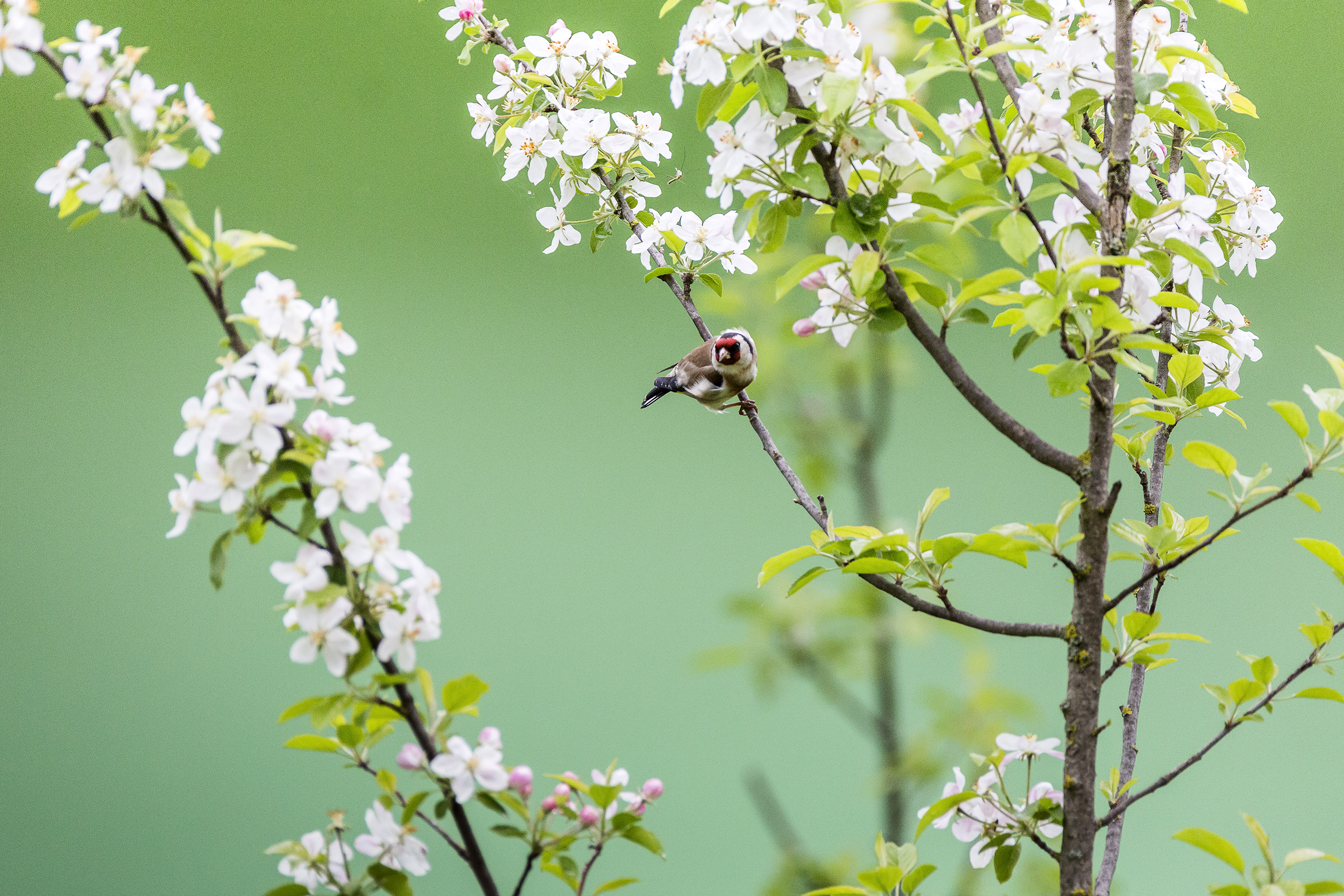 Flowers and blossom with a bird on a branch