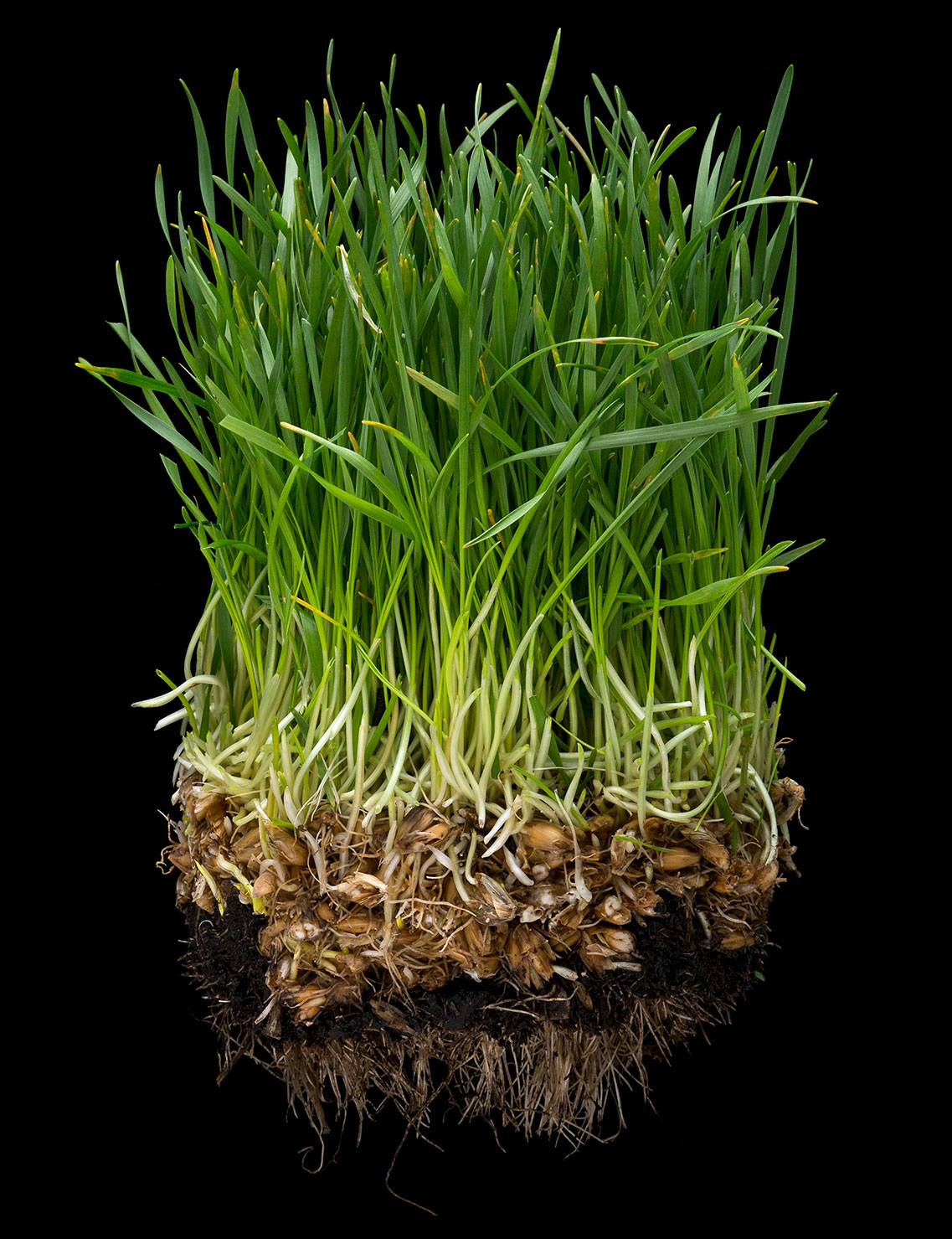 Grass growing with root 