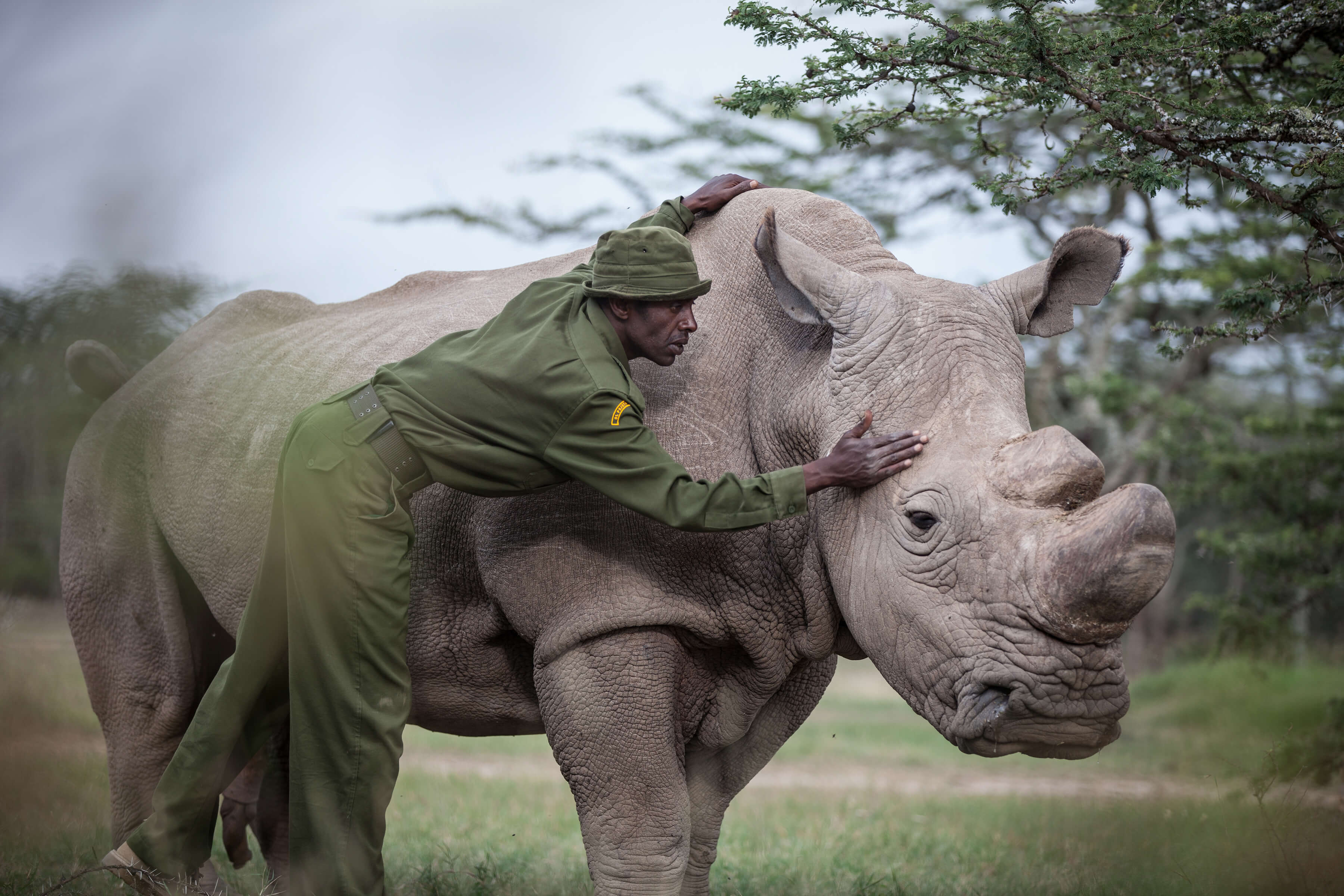 At Ol Pejeta Conservancy in Kenya, head caretaker Mohammed Doyo caresses Sudan, the last male northern white rhino left on the planet