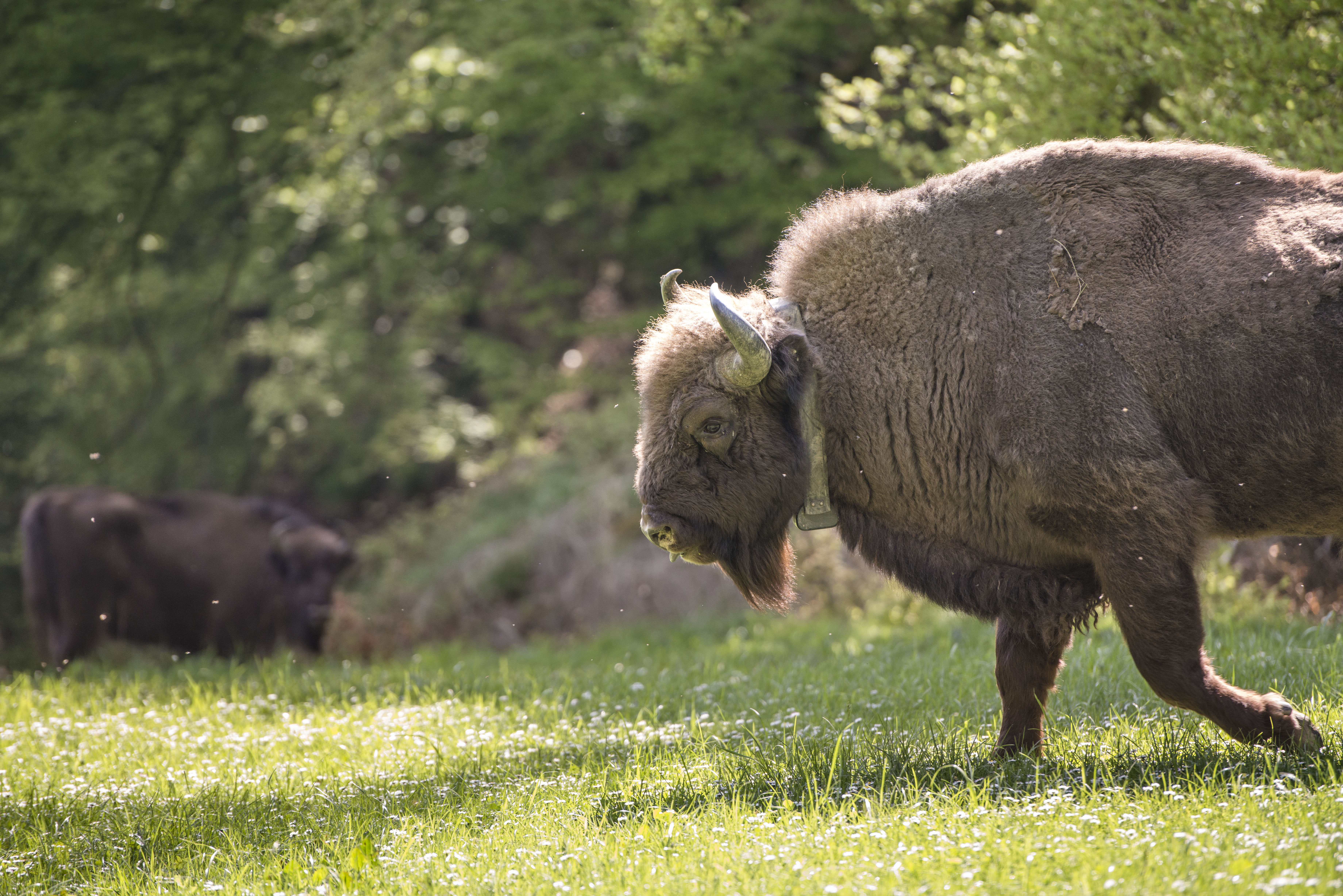 A young bull of a herd of European bison graze