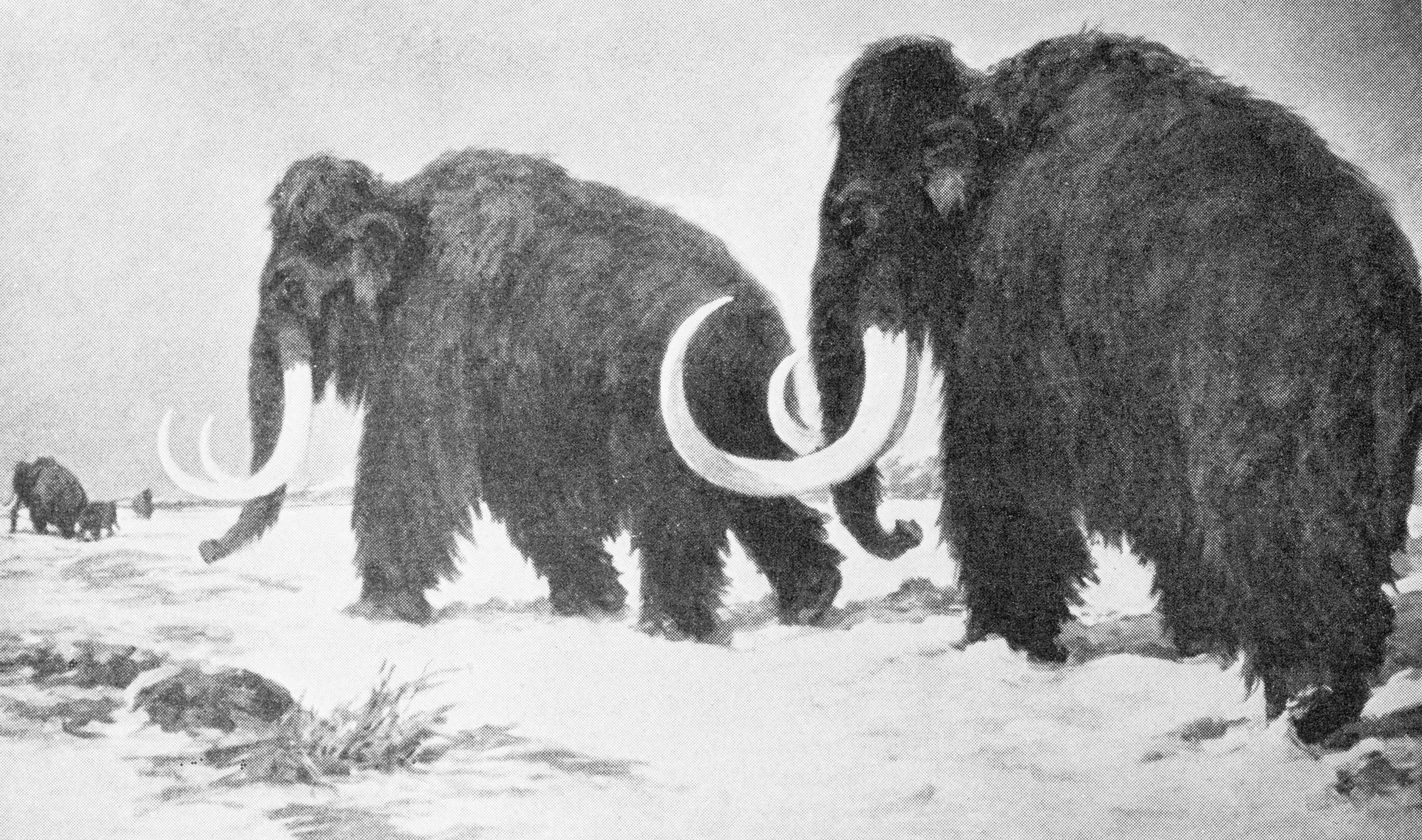 Illustration of Woolly mammoths Trudging in Snow, a giclee print by Corbis
