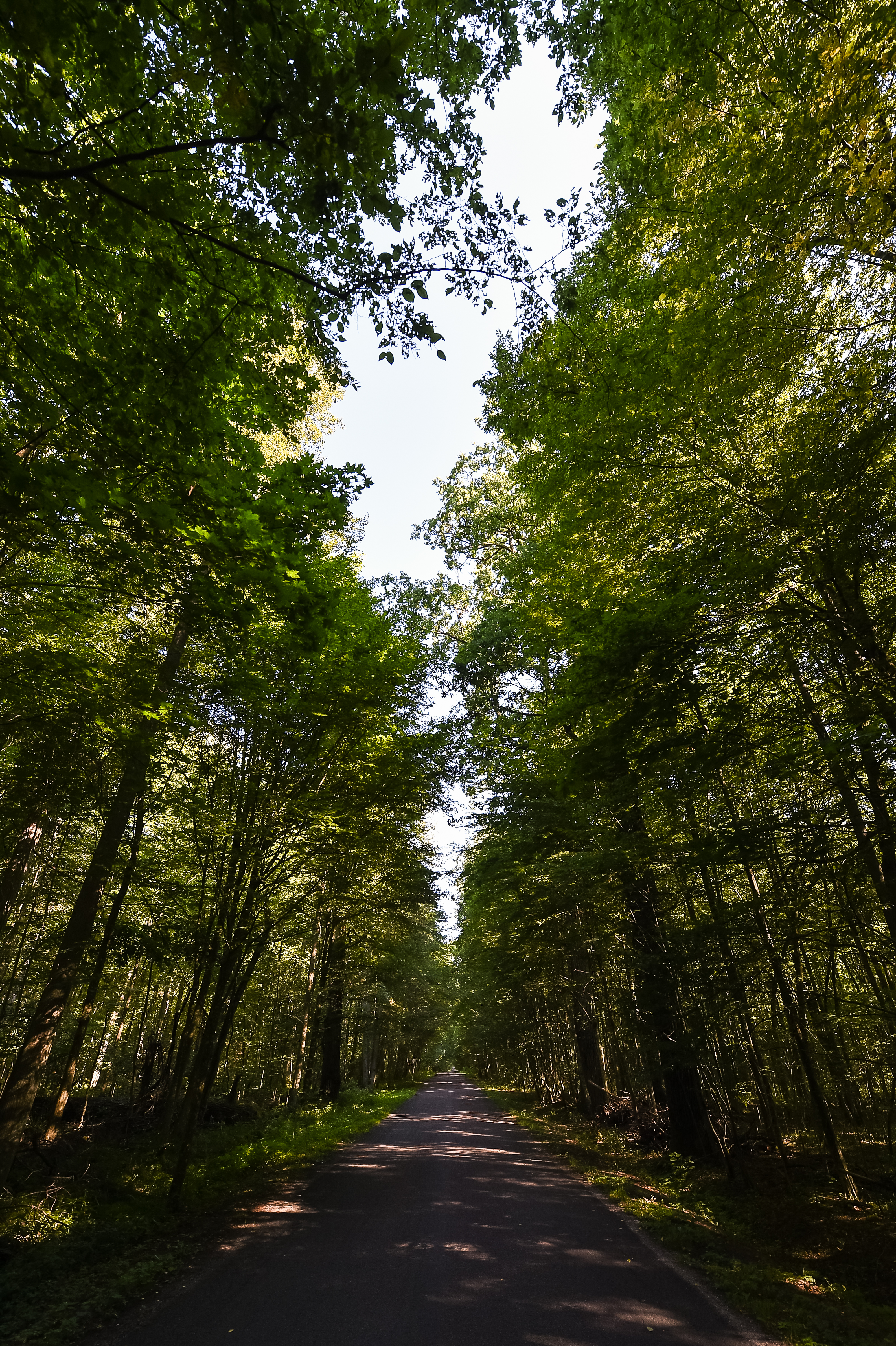 Road through the forest in The Bialowieza National Park