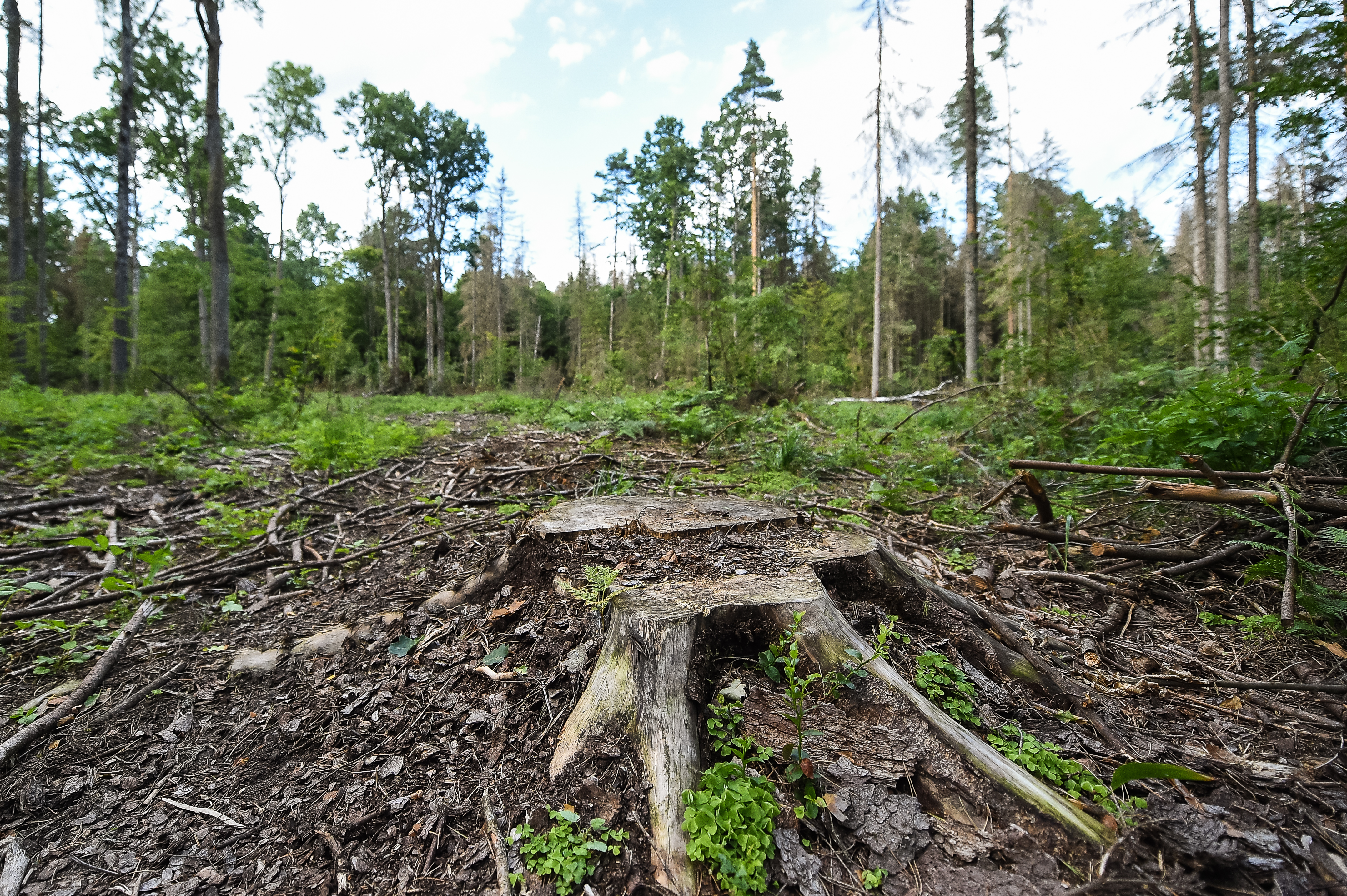 Cut down trees near Bialowieza Poland 