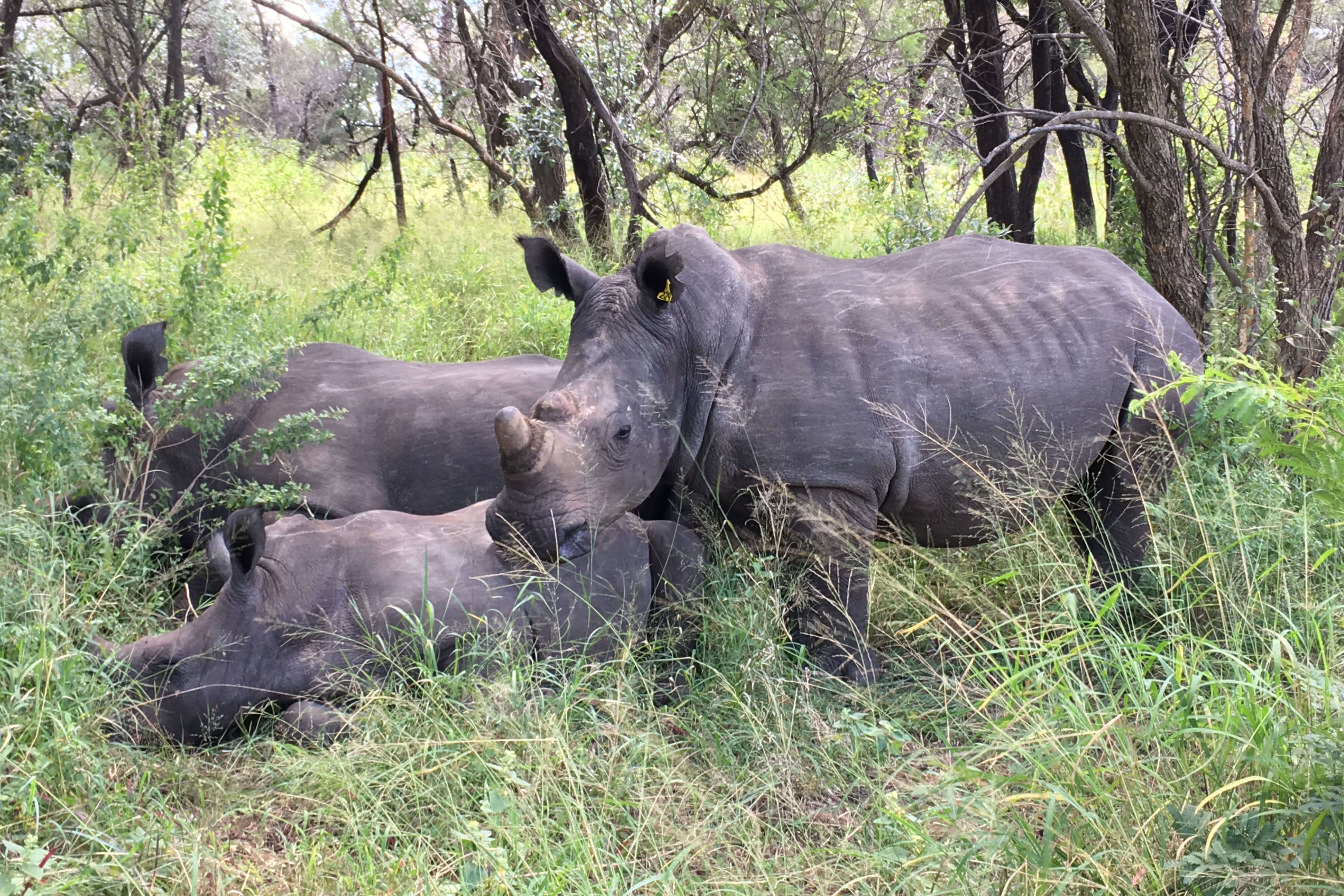 Rhinos in the Matobo National Park, Zimbabwe