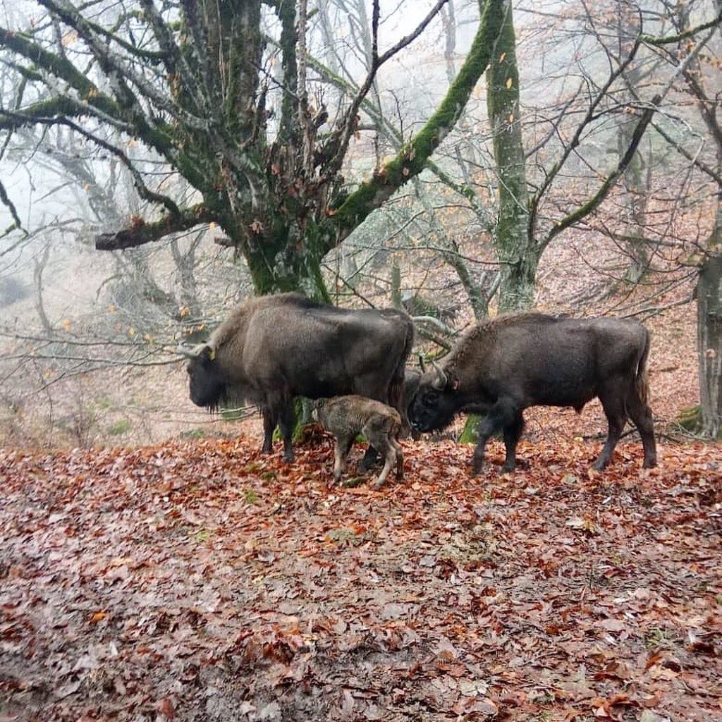 Two bisons and a bison calf walking in a forest