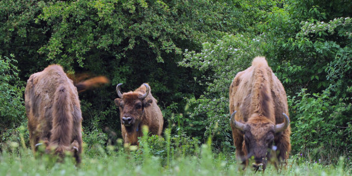 Bisons in a green field